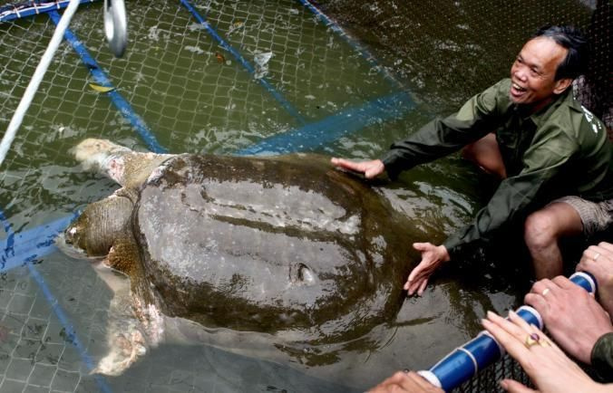 Yangtze kaplumbağası 90 yaşında öldü! Türünün bilinen son örneği