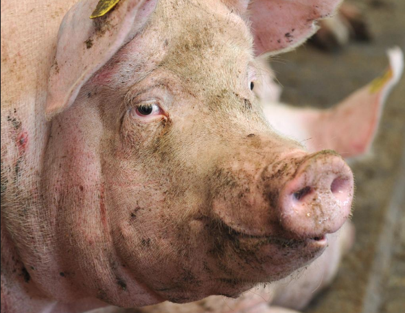 Bilim adamları 32 ölü domuzla deney yaptı! Ölü beyin yeniden diriltildi