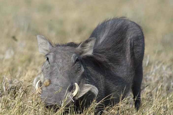 Bilim adamları 32 ölü domuzla deney yaptı! Ölü beyin yeniden diriltildi