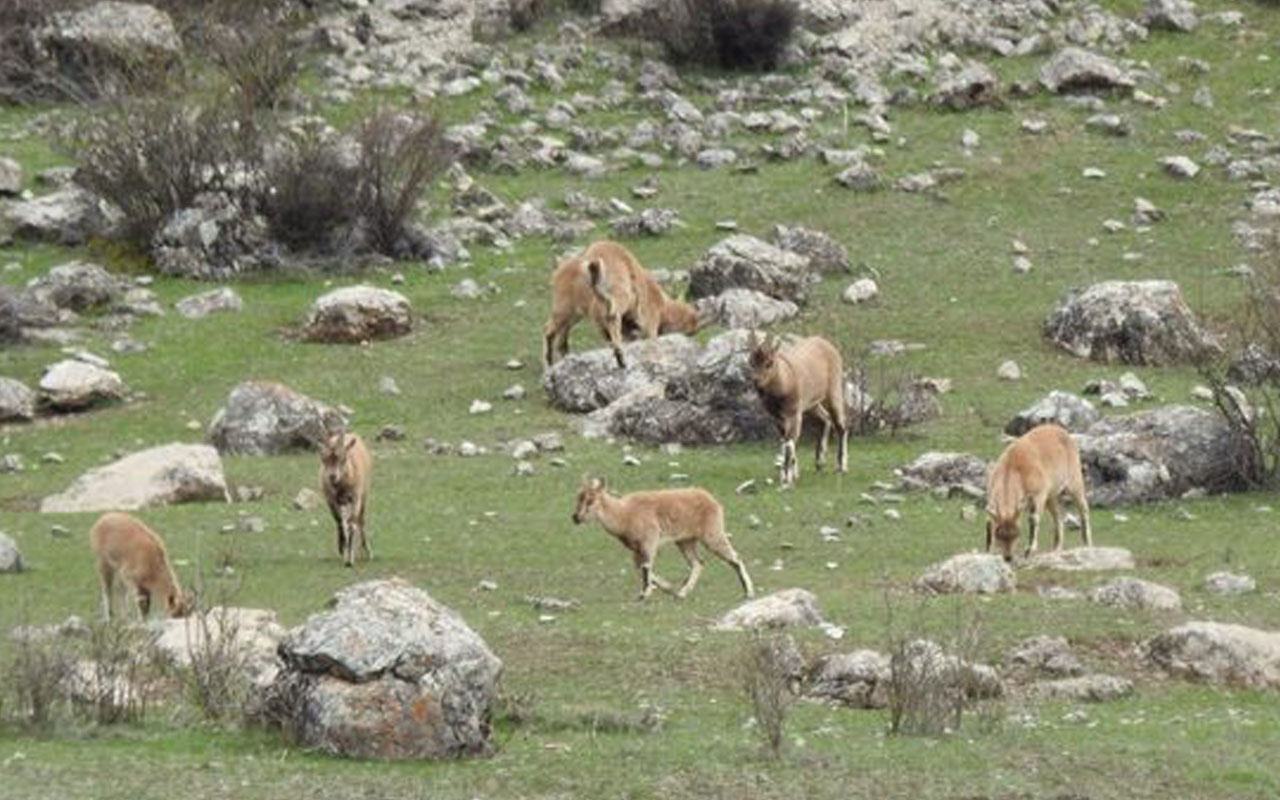 Dağ keçileri sürü halinde otlarken görüntülendi