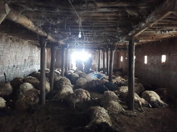 Hakkari'de kurtlar 110 koyunu telef etti