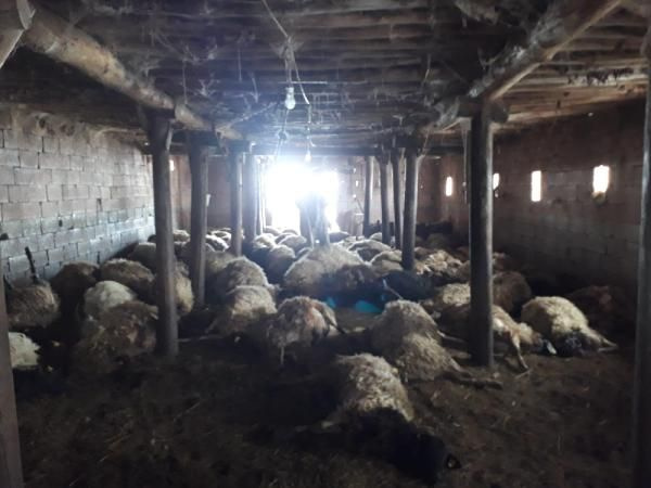 Hakkari'de kurtlar 110 koyunu telef etti