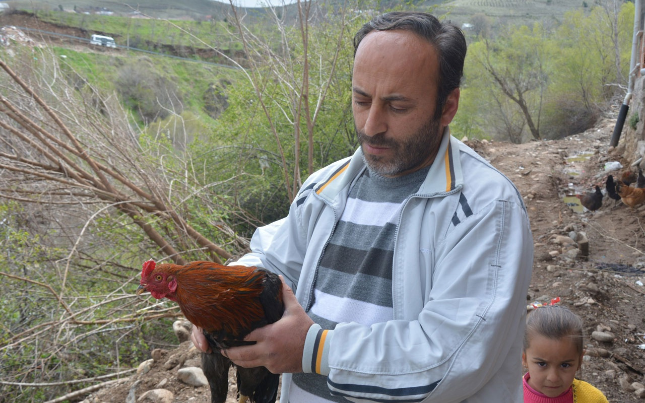 Bu horoz korkunca “anne” diye ötüyor