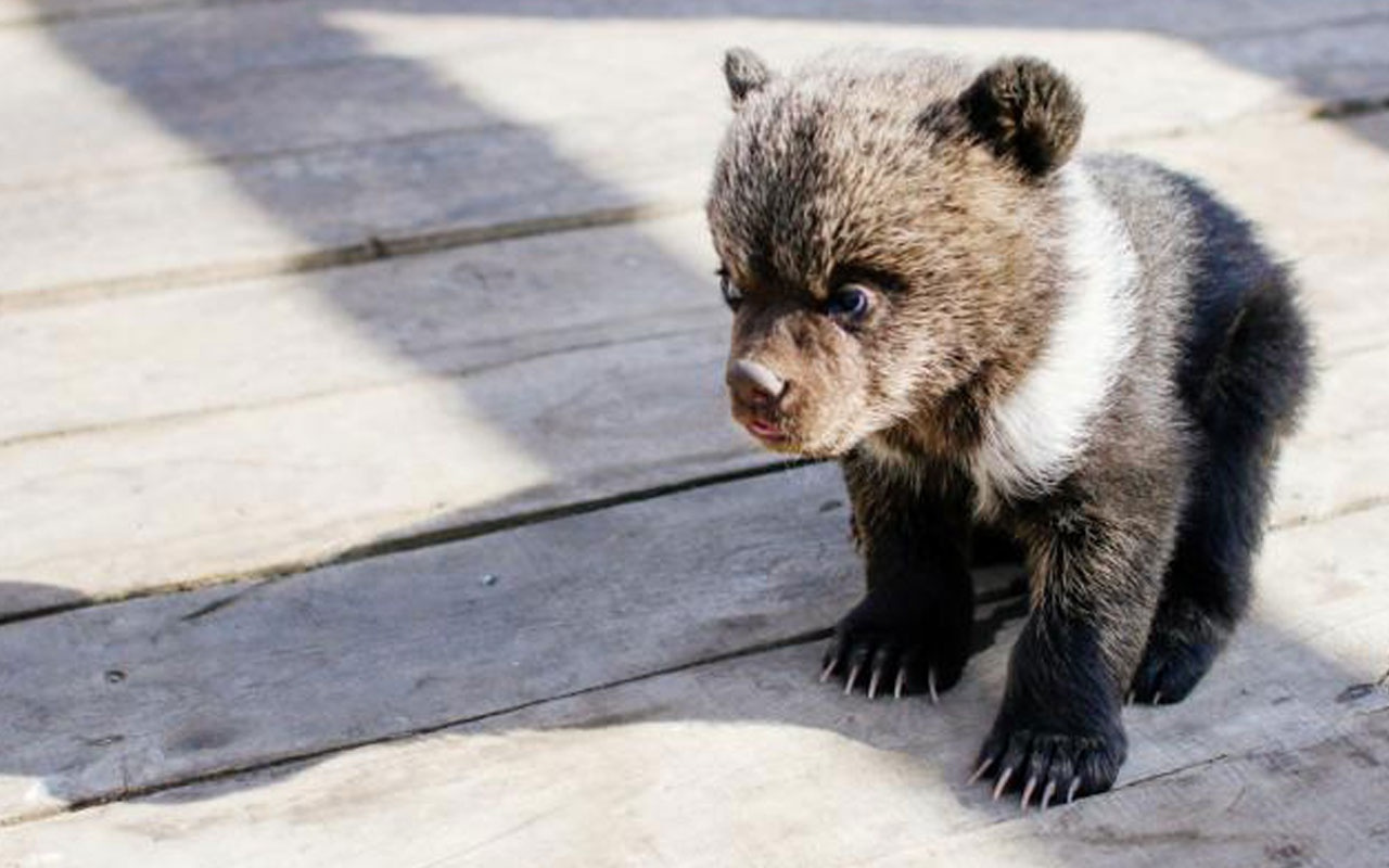 Polisi şaşkına çeviren ihbar: Otelde yavru ayılar var