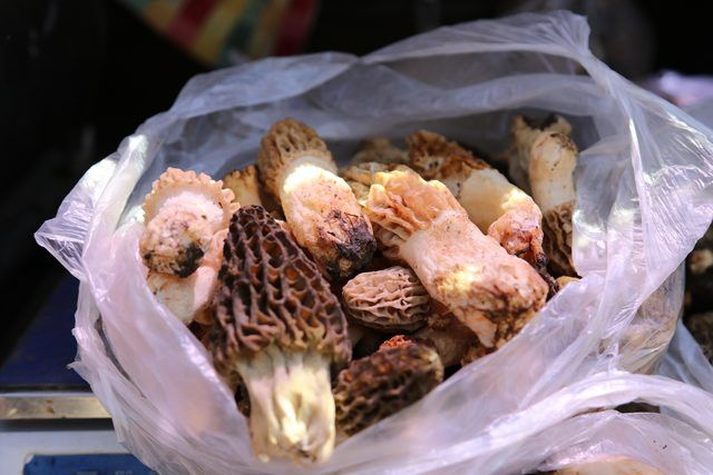 Kilosu bin liraya kadar satılıyor Kuzugöbeği mantarının mucizeleri