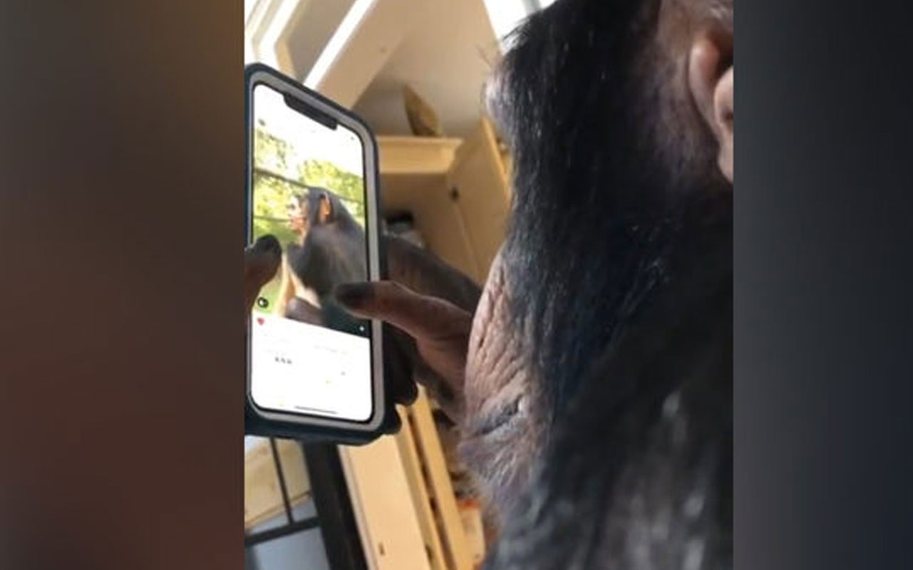 Instagram kullanan şempanze sosyal medyada gündem oldu