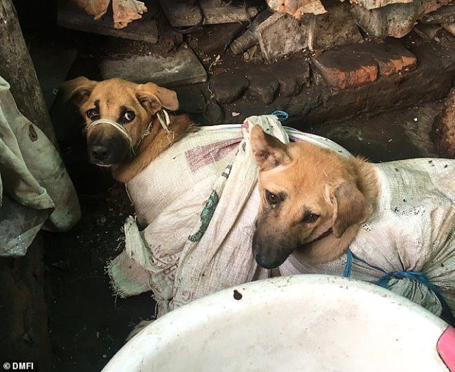 Vahşet!! Çuvallara koydukları köpekleri, döve döve öldürüp yiyorlar