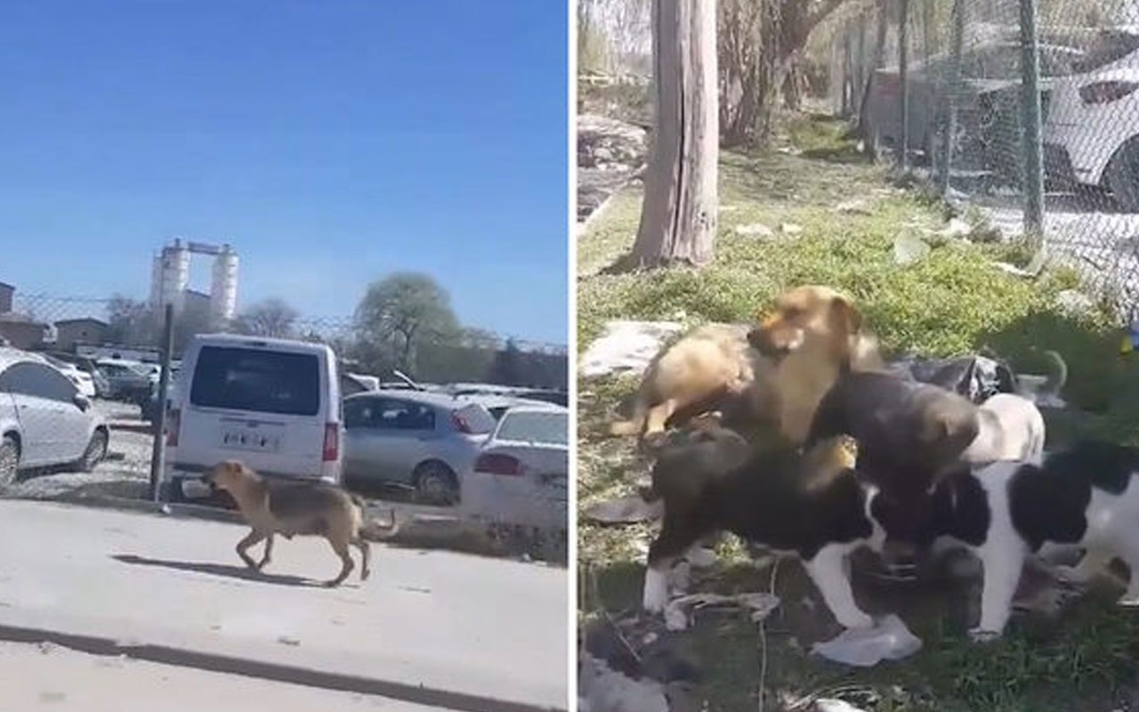 Yavruları için kilometrelerce yürüyerek mama getiren anne köpek