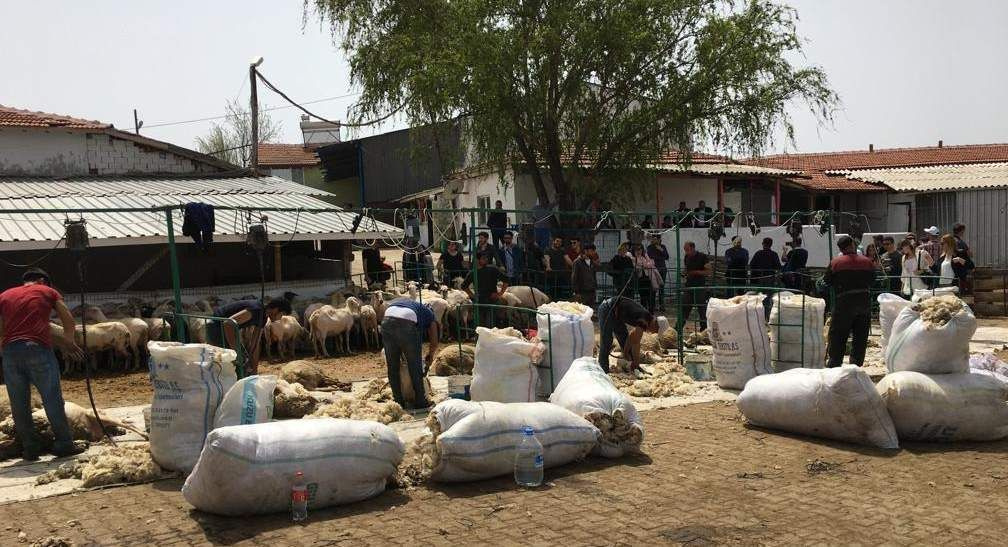 Koyun kırkma sırasında elektrik akımına kapıldılar: 1 ölü, 10 yaralı