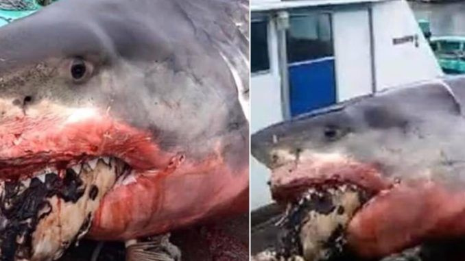 Dev beyaz köpekbalığı ağzında korkunç görüntüler