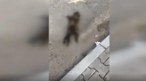 İstanbul'da kedi katili vahşeti!