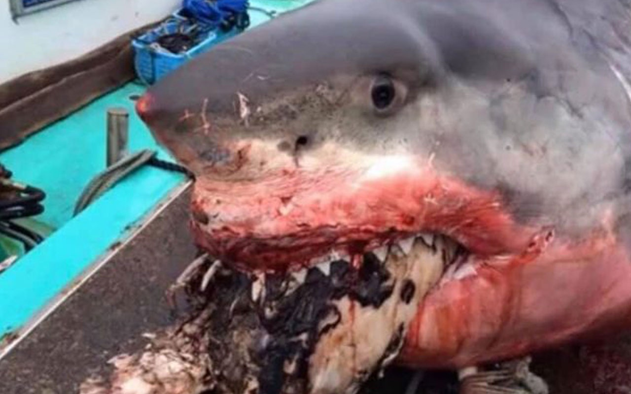 Dev beyaz köpekbalığı ağzında korkunç görüntüler
