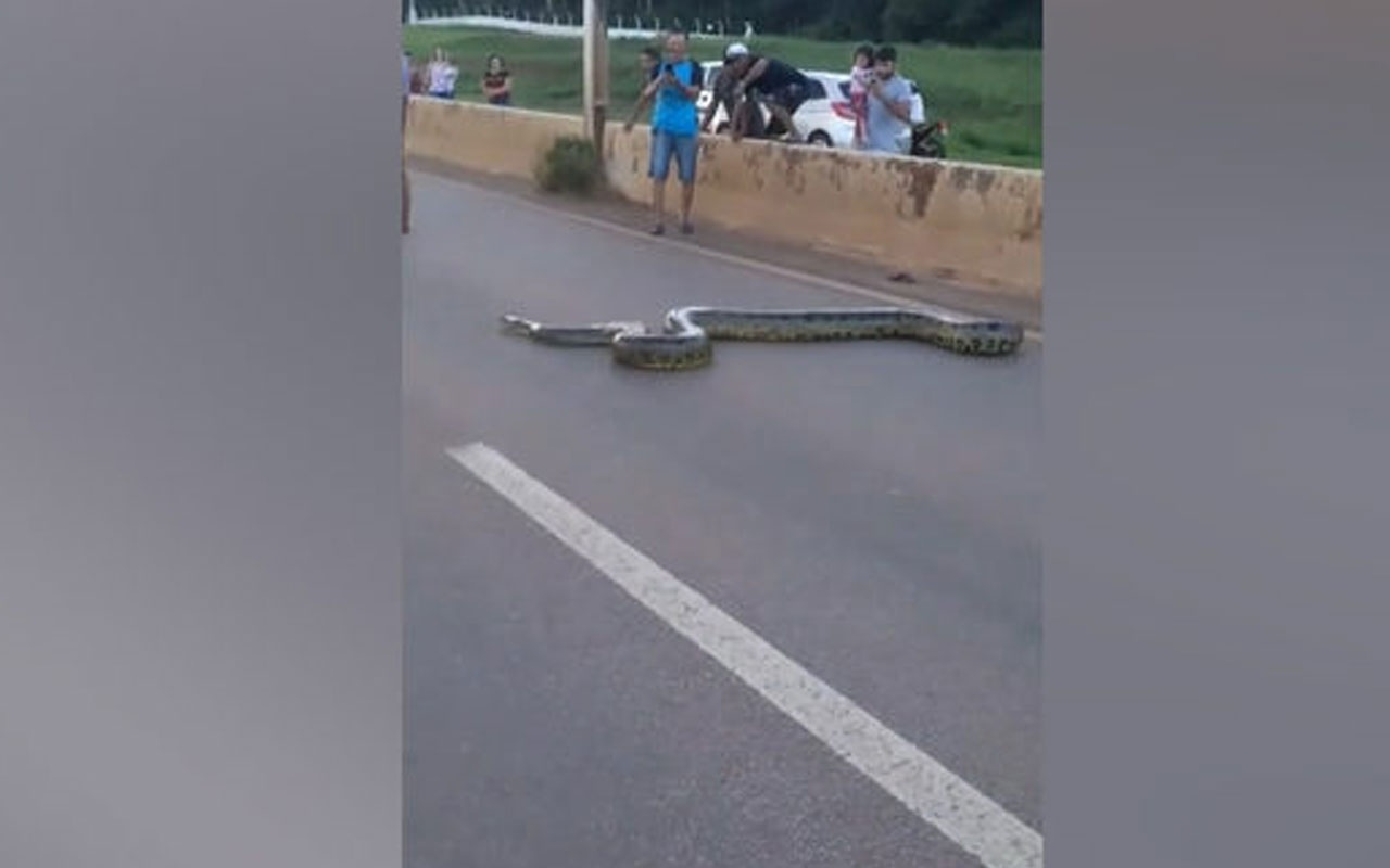 3 metrelik dev anakonda yılanı için seferber oldular!