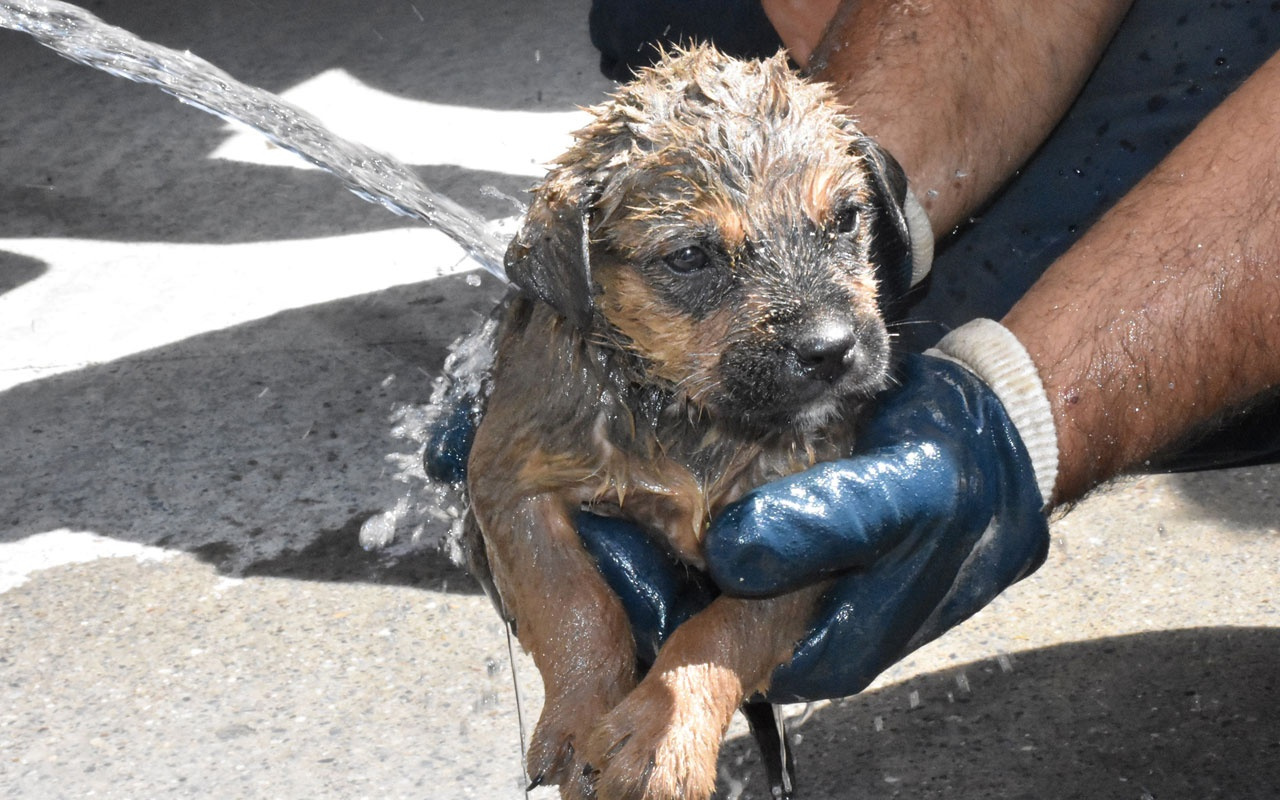 Su borusuna düşen yavru köpeği belediye ekipleri kurtardı