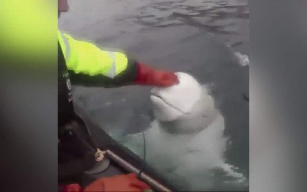Norveç'i karıştıran iddia Askılı balina Rus casusu olabilir