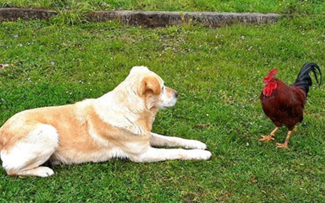 Horoz ile köpeğin oyunu ilginç görüntülere sahne oldu