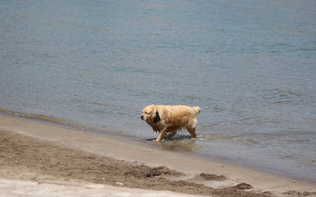 Sıcaktan bunalan sevimli köpeğin deniz keyfi kamerada