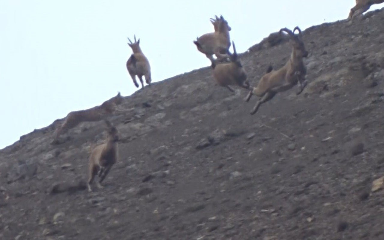Vaşak’ın dağ keçisi sürüsüne saldırı anı kamerada