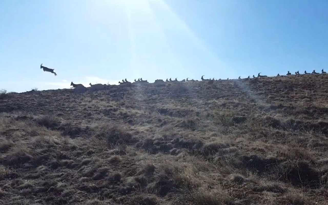 Erizncan'da Vaşak’ın dağ keçisi sürüsüne saldırı anı kamerada