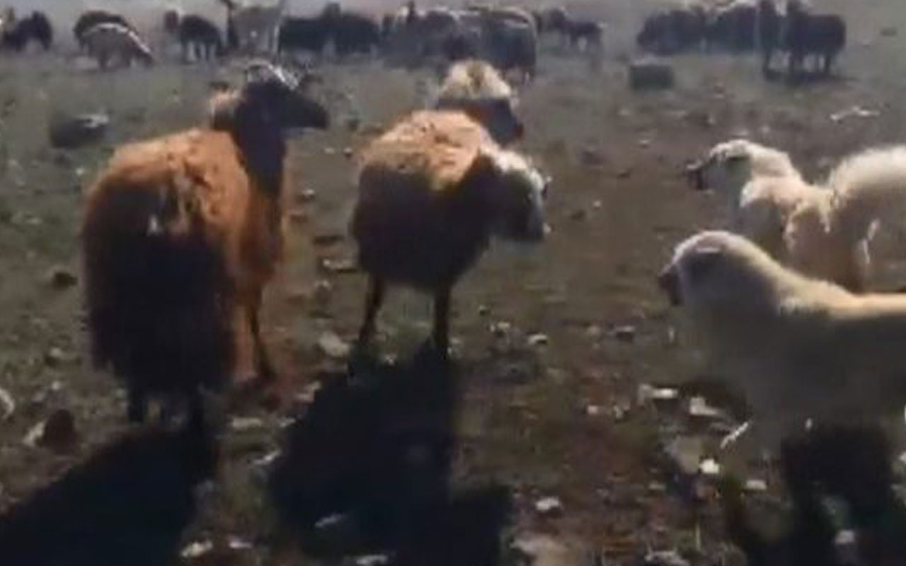 Iğdır'da koçların kavgasını çoban köpekleri ayırmaya çalıştı