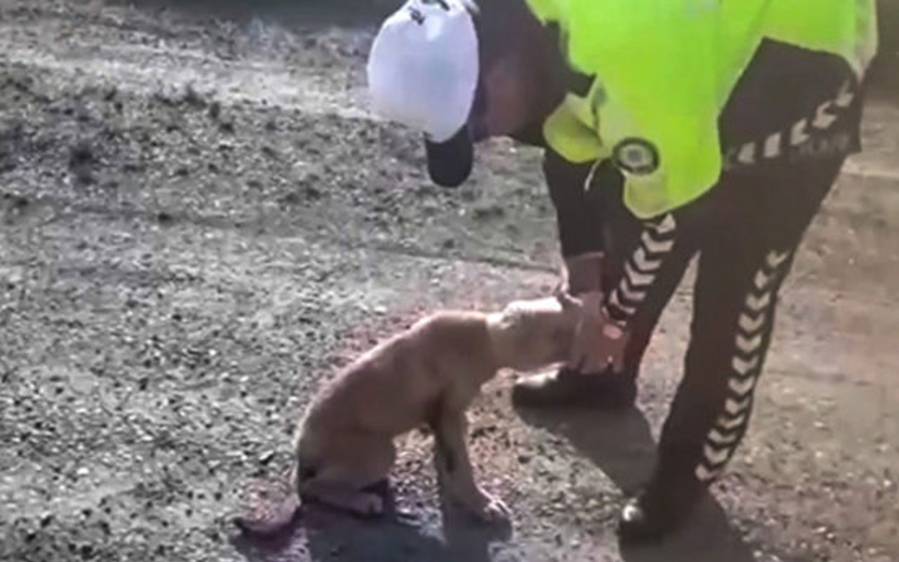 Kafası bidona sıkışan yaralı köpeğe polis sahip çıktı