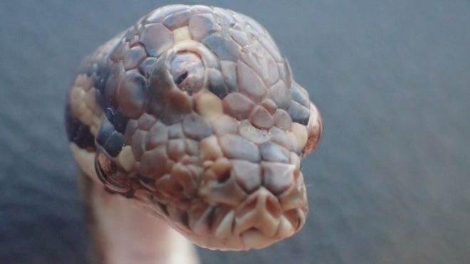 Avustralya’da üç gözlü yılan bulundu bilim dünyası şaşkın