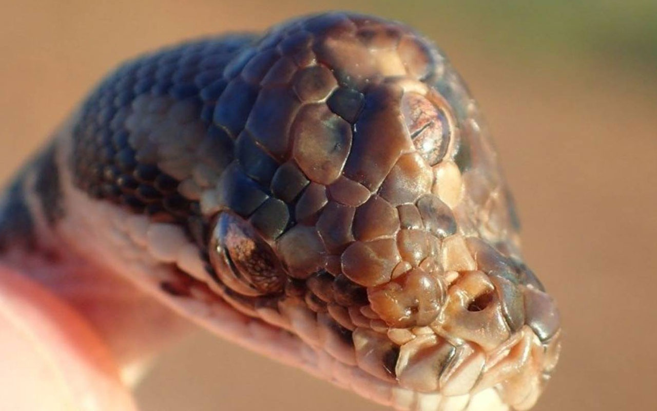 Avustralya’da üç gözlü yılan bulundu bilim dünyası şaşkın