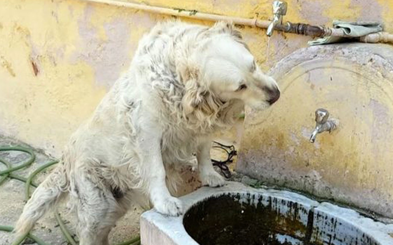 Suyunu tas yerine çeşmeden içen köpek