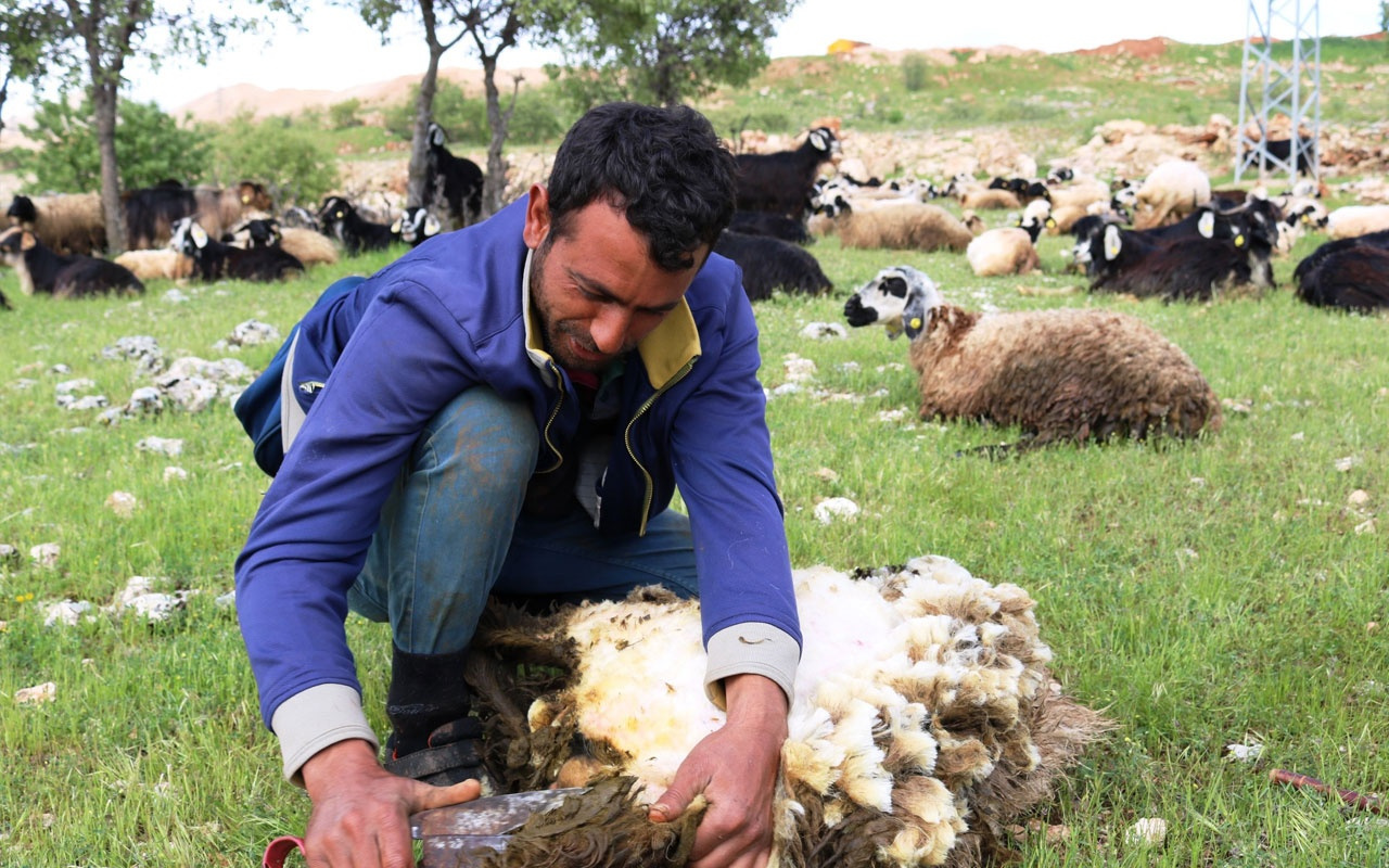 Diyarbakır'da koyun kırma sezonu başladı