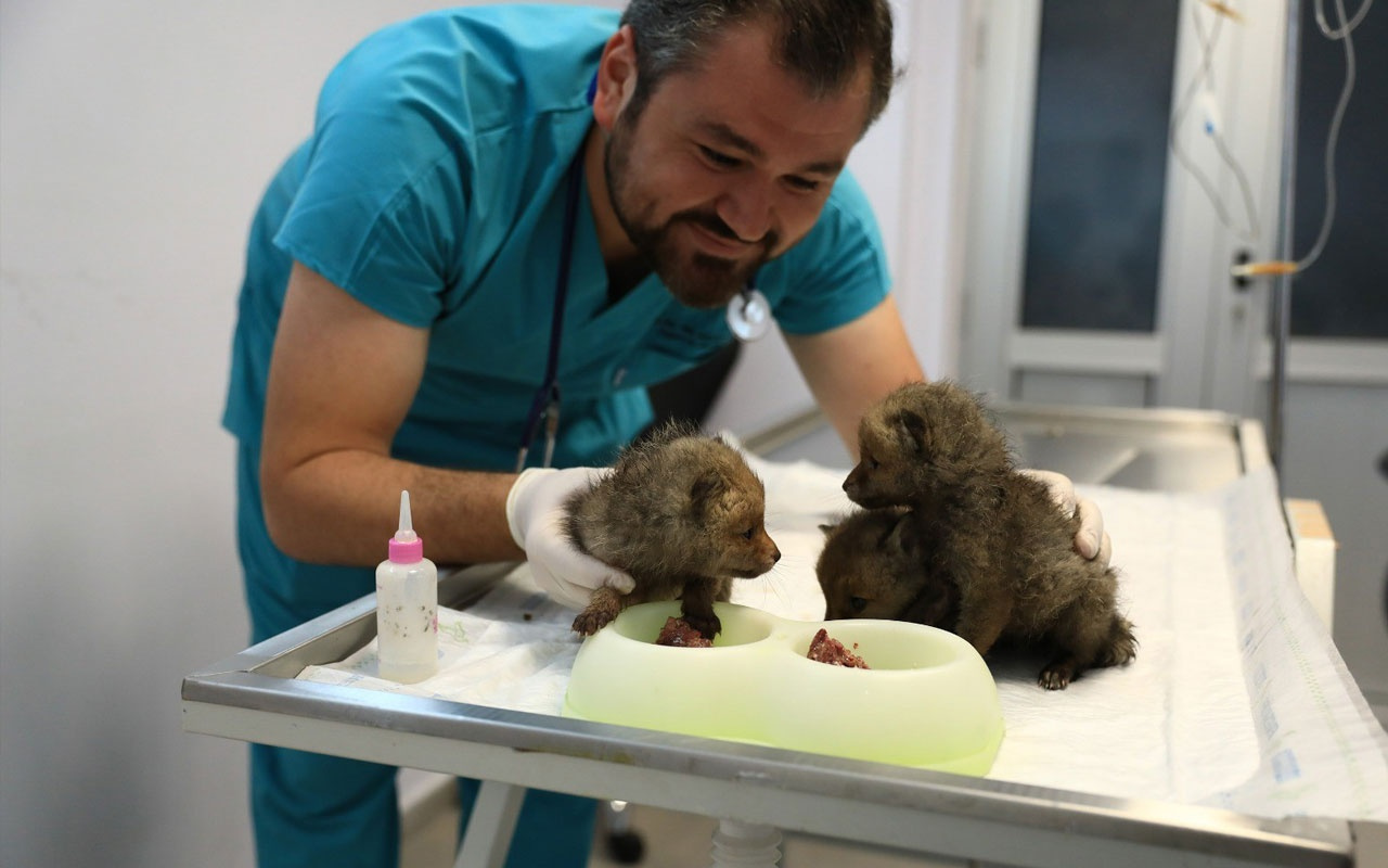 Annelerinin terk ettiği yavru tilkiler koruma altına alındı