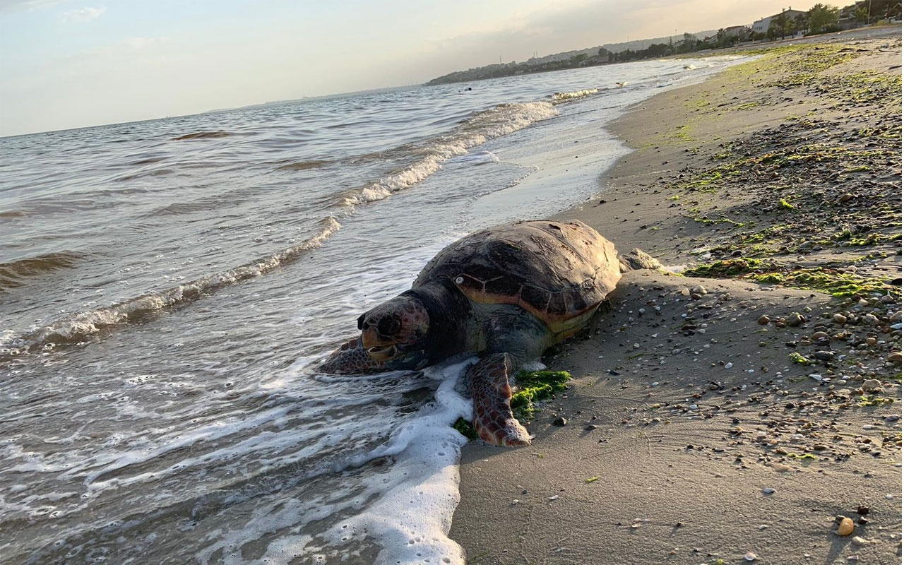 Silivri’de ölü caretta caretta kıyıya vurdu