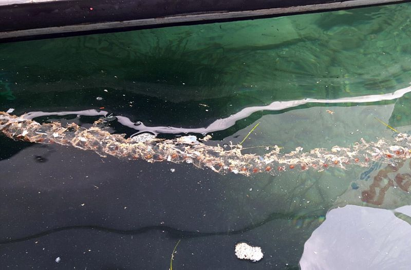 Datça'da balıkçılar tarafından ilk kez görüldü şaşırtan deniz canlısı