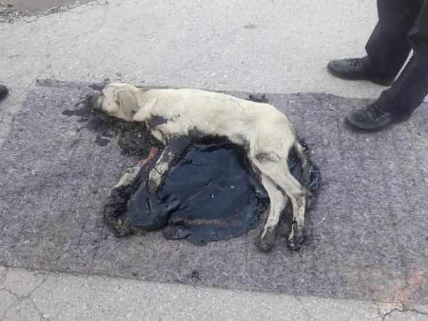 Kocaeli'de bir köpek tankerden dökülen zifte yapıştı