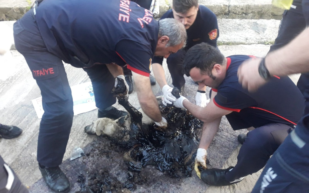 Kocaeli'de bir köpek tankerden dökülen zifte yapıştı