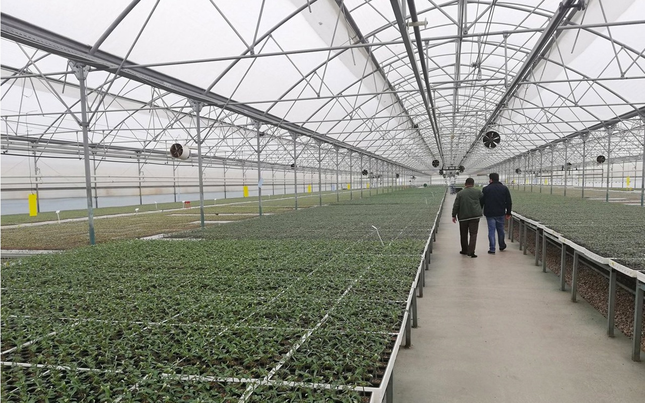 Meram’a sebze fidesi üretim tesisi kuruluyor