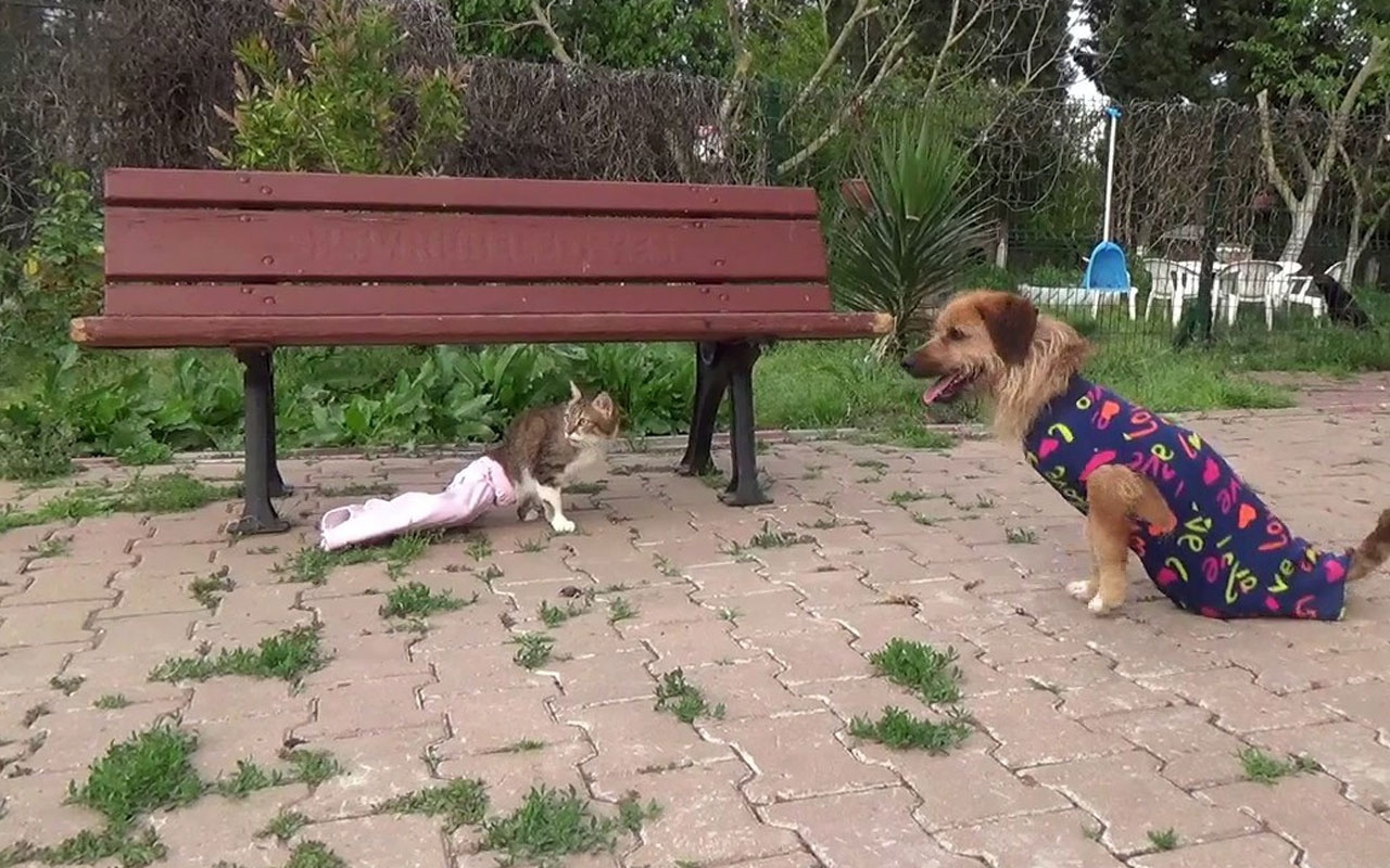 Engelli kedi ile köpeğin göz yaşartan dostluğu