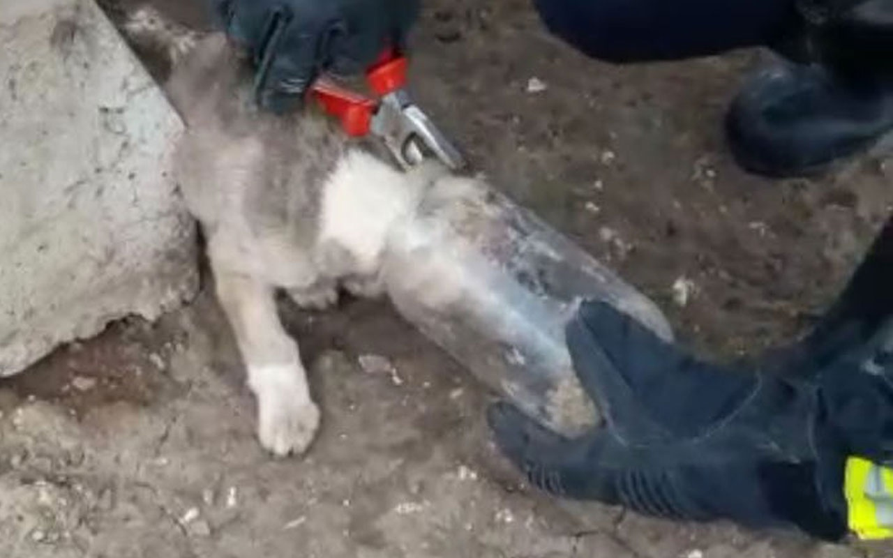 Başı şişeye sıkışan köpeği itfaiye kurtardı