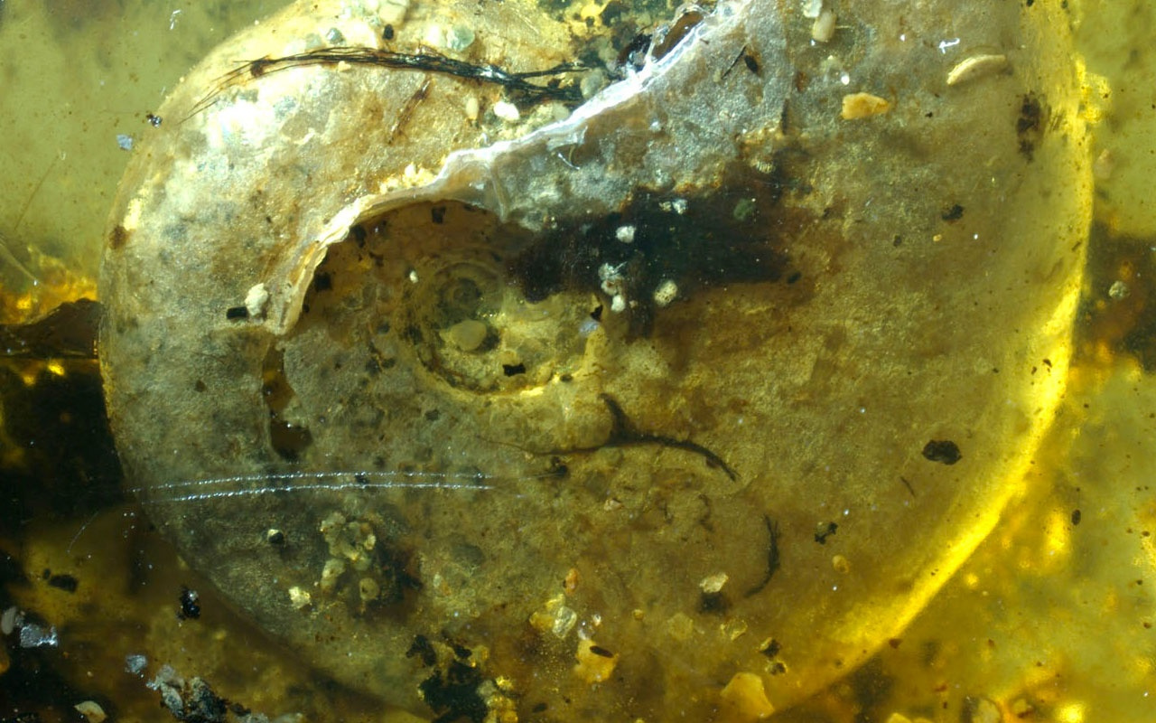 99 milyon yıllık ilk deniz canlısı bulundu! Bilim dünyası böylesini görmedi