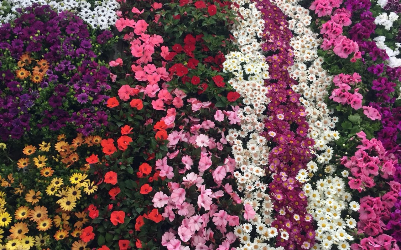 Manisa’da Çiçek Festivali ile renklendi