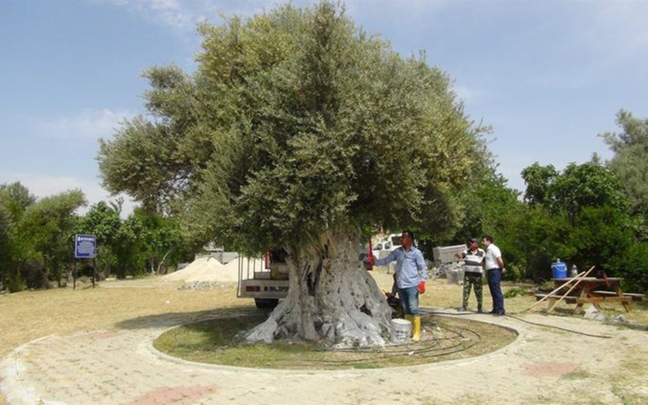 Cumhurbaşkanı Erdoğan'ın bahsettiği o ağaç! Tam 1300 yaşında