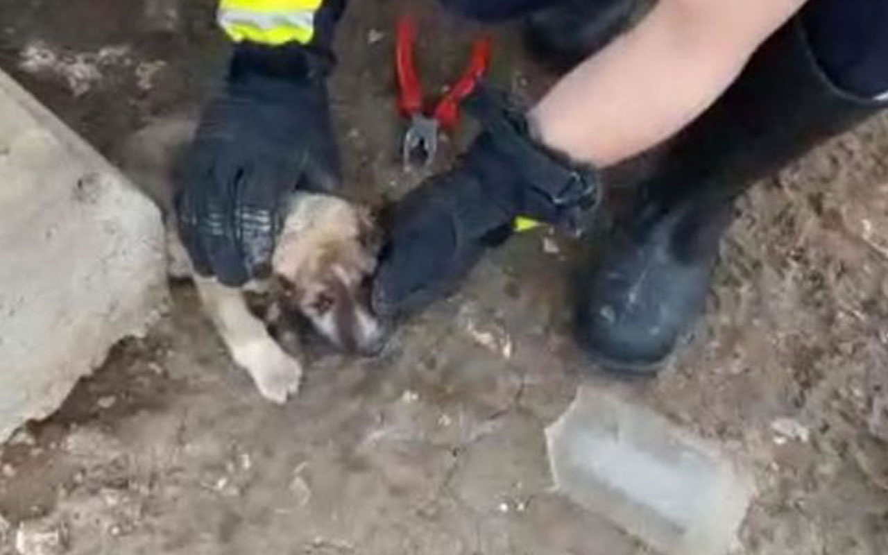 Kafasını cam kavanoza sıkıştıran köpeği itfaiye ekipleri kurtardı
