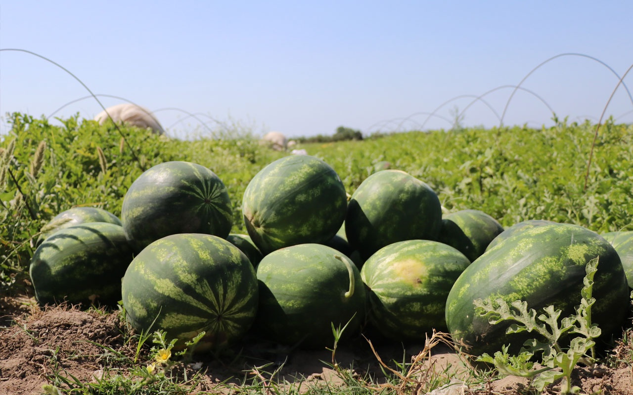 Adana, yılda 1 milyon ton karpuz üretiyor