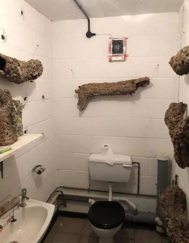 Yok böyle tuvalet! Duvarlarına öyle bir şey yaptı ki