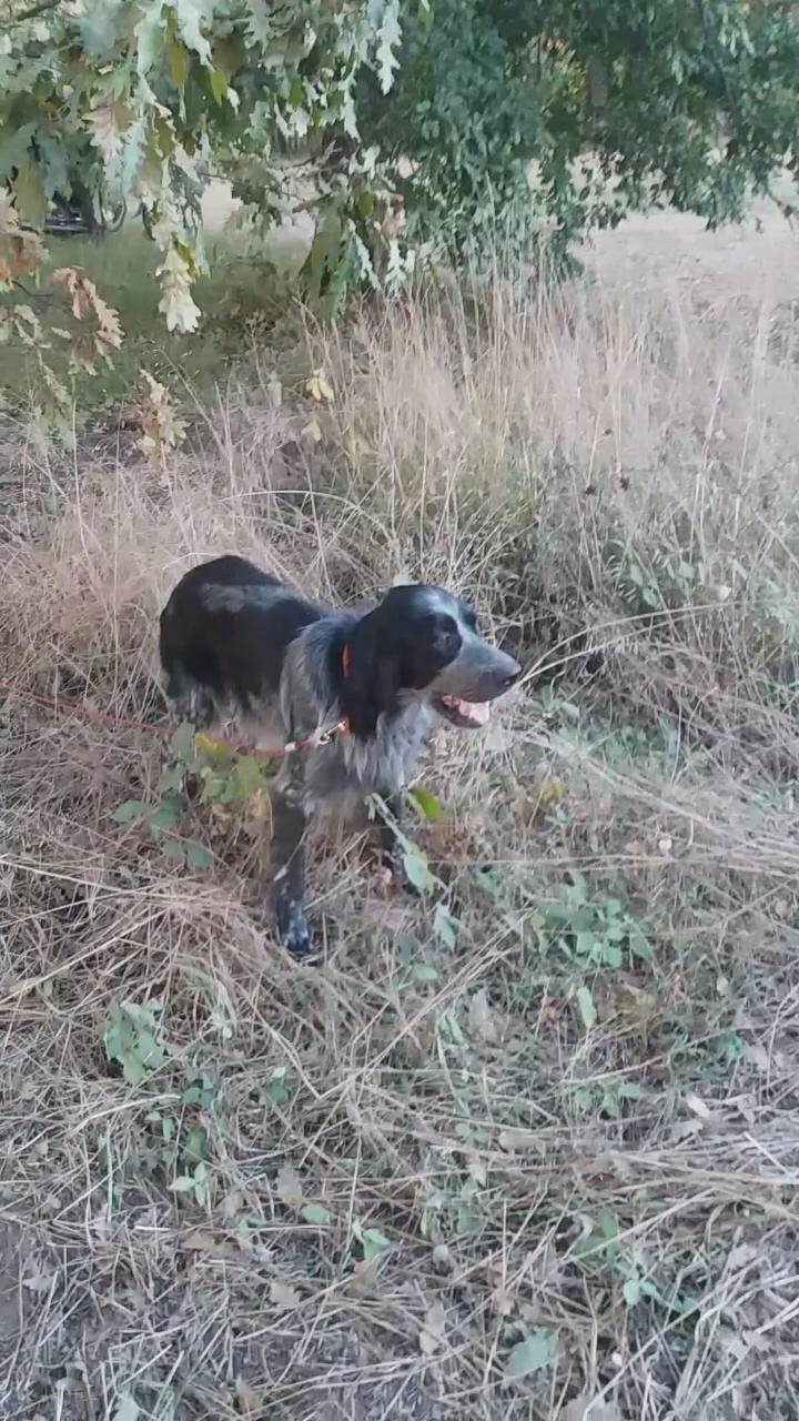 Sarıyer’de köpekleri salyangoz zehriyle zehirlediler ünlü isimlerden tepki yağdı