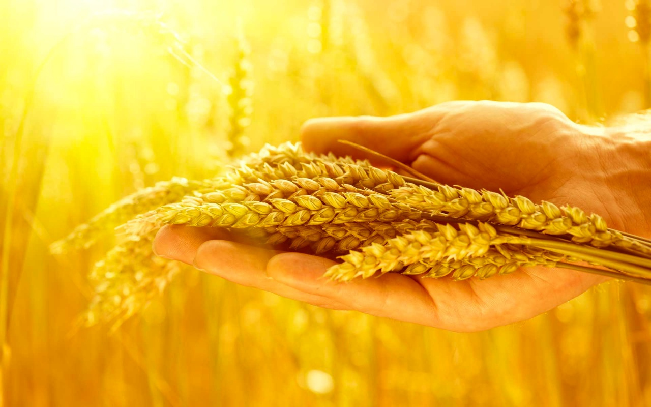 Adana'da üretilen sezonun ilk buğdayı Gaziantep'te satıldı