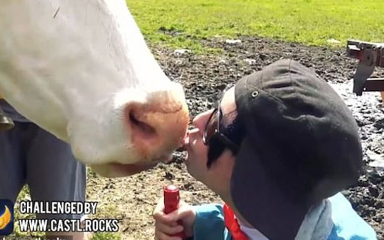 Bakan uyardı: Dilinizi ağzınızda tutun, inekleri öpmeyin!