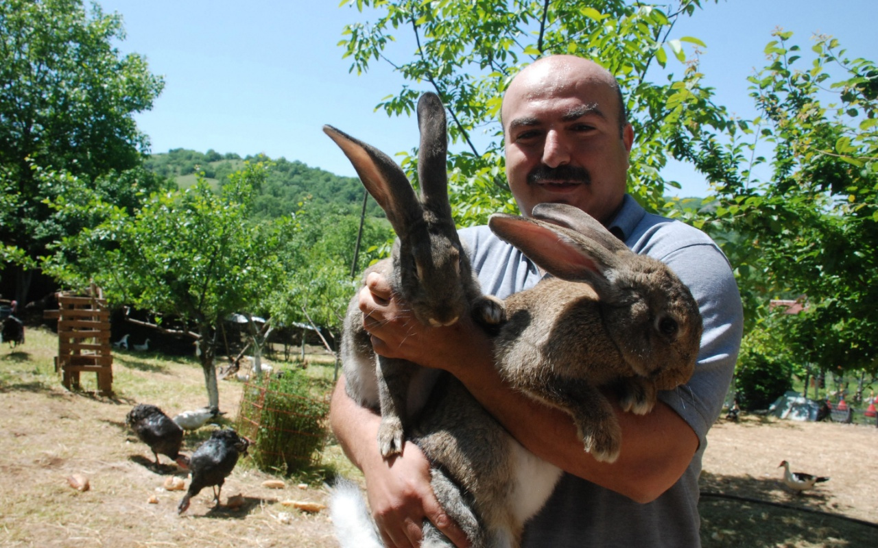 Görenler gözlerine inanamıyor, 4,5 aylık tavşan tam 7 kilo