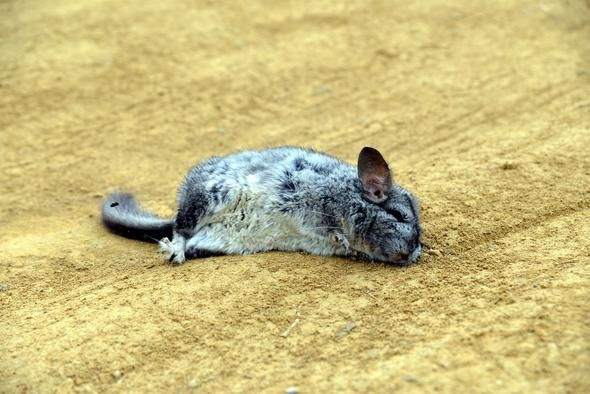 Çinçilla tavşanları niye öldü? Bakanlıktan açıklama geldi