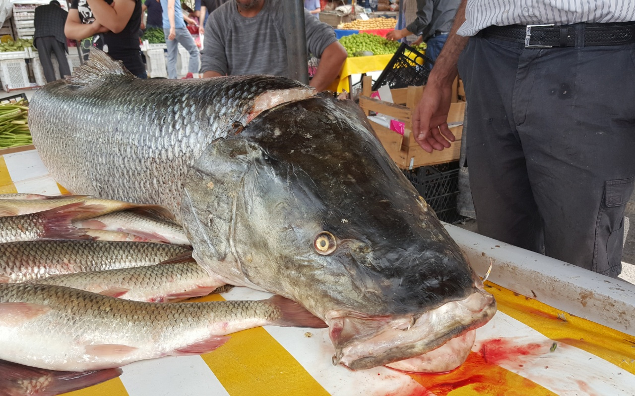 Erzincan'da Fırat Nehri'nde oltaya 83 kiloluk dev Turna balığı takıldı
