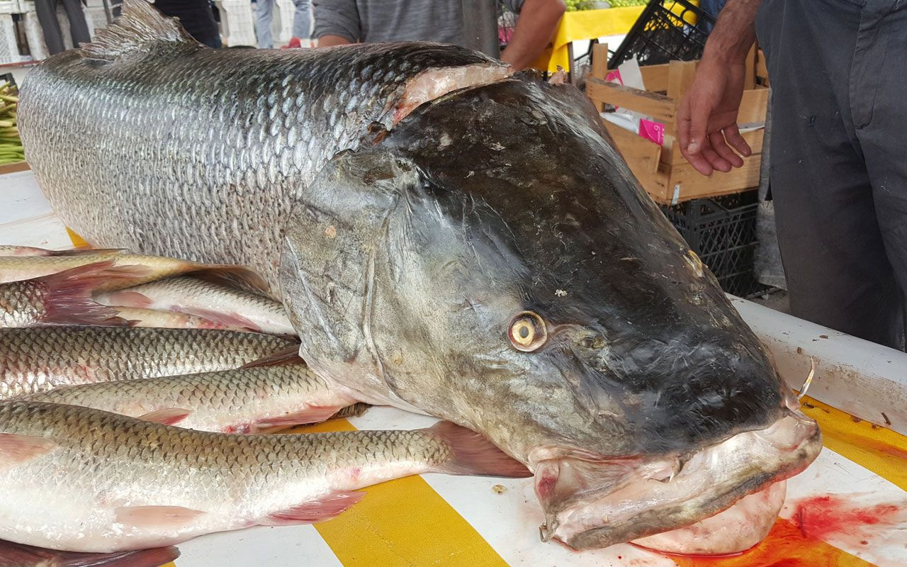 Erzincan'da Fırat Nehri'nde oltaya 83 kiloluk dev Turna balığı takıldı